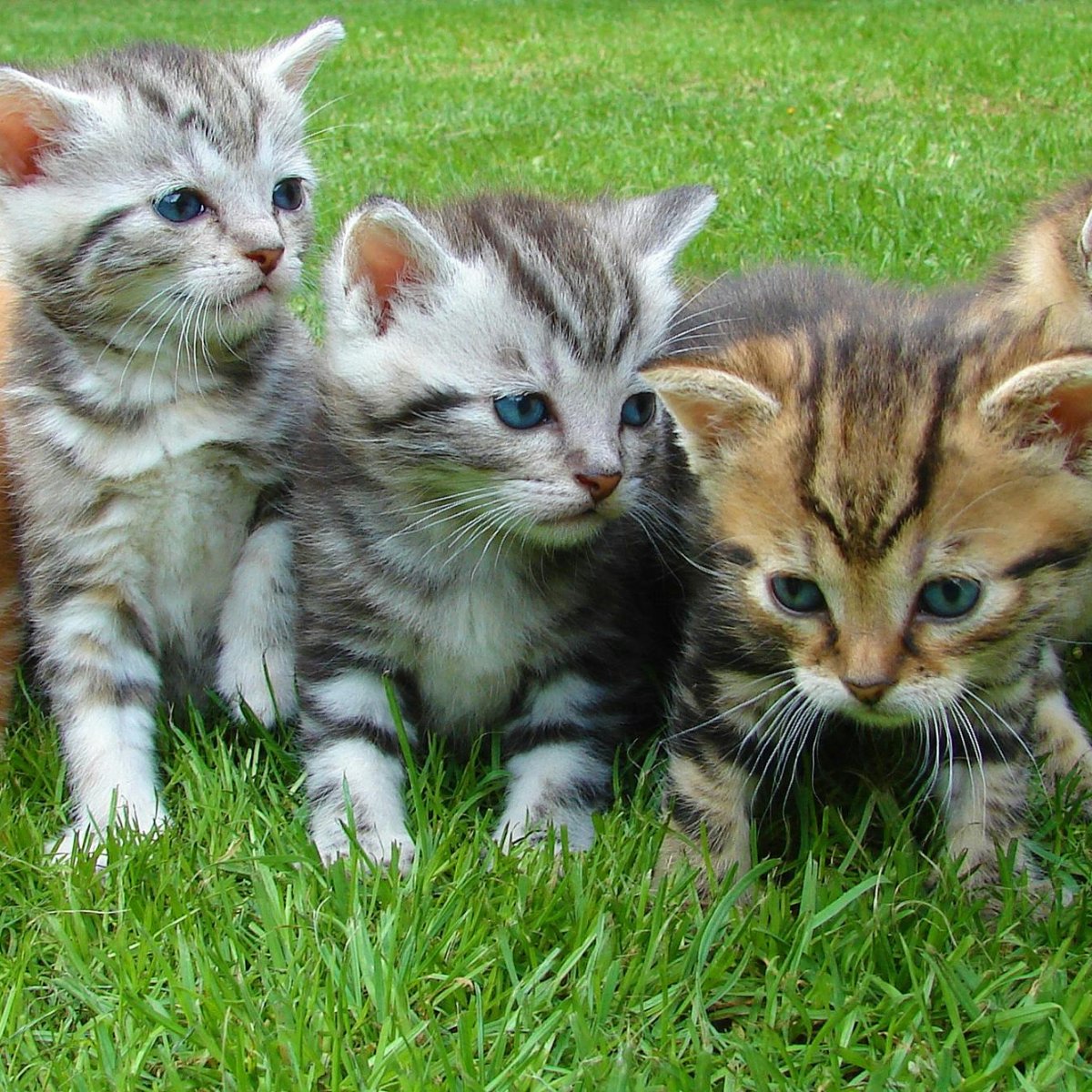 Free Kittens - 8 Weeks Old