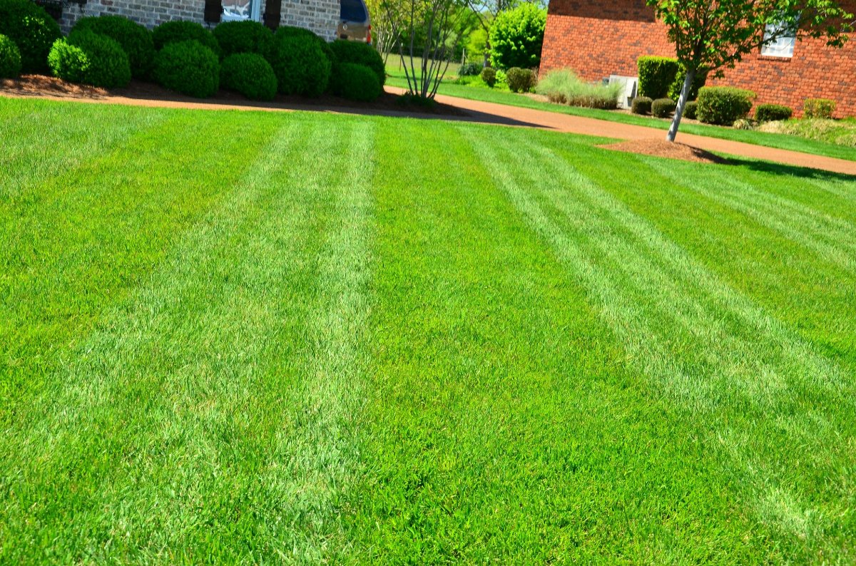 Lawn Care Service - Weekly Mowing